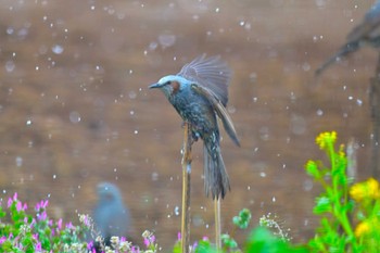 Brown-eared Bulbul 近所の畑 Sat, 3/23/2024