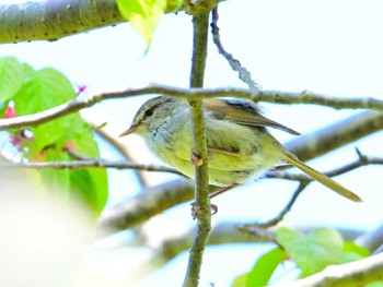 Japanese Bush Warbler 布目ダム Sun, 4/28/2024