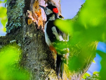 Great Spotted Woodpecker Saitama Prefecture Forest Park Sun, 4/28/2024