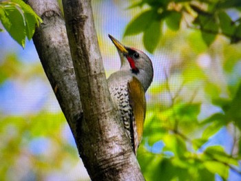 Japanese Green Woodpecker Saitama Prefecture Forest Park Sun, 4/28/2024