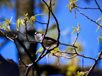 エナガ 埼玉県民の森 2024年4月28日(日)