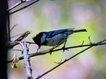 Coal Tit Saitama Prefecture Forest Park Sun, 4/28/2024