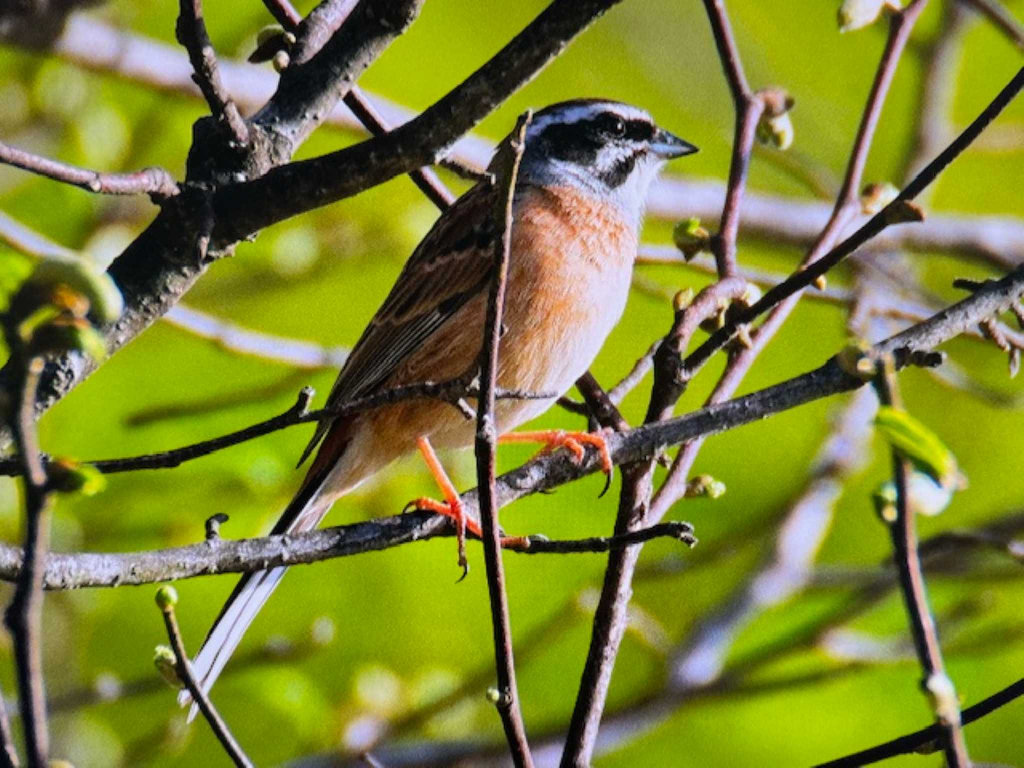 Photo of Meadow Bunting at Saitama Prefecture Forest Park by ゆるゆるとりみんgoo