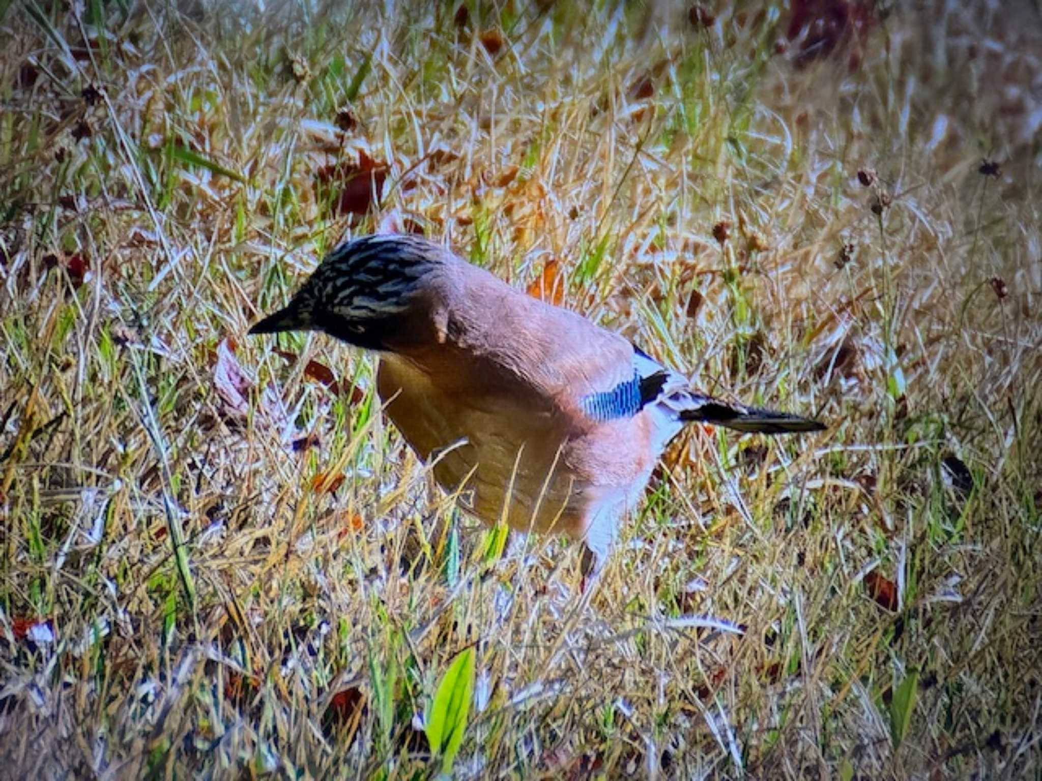 Eurasian Jay