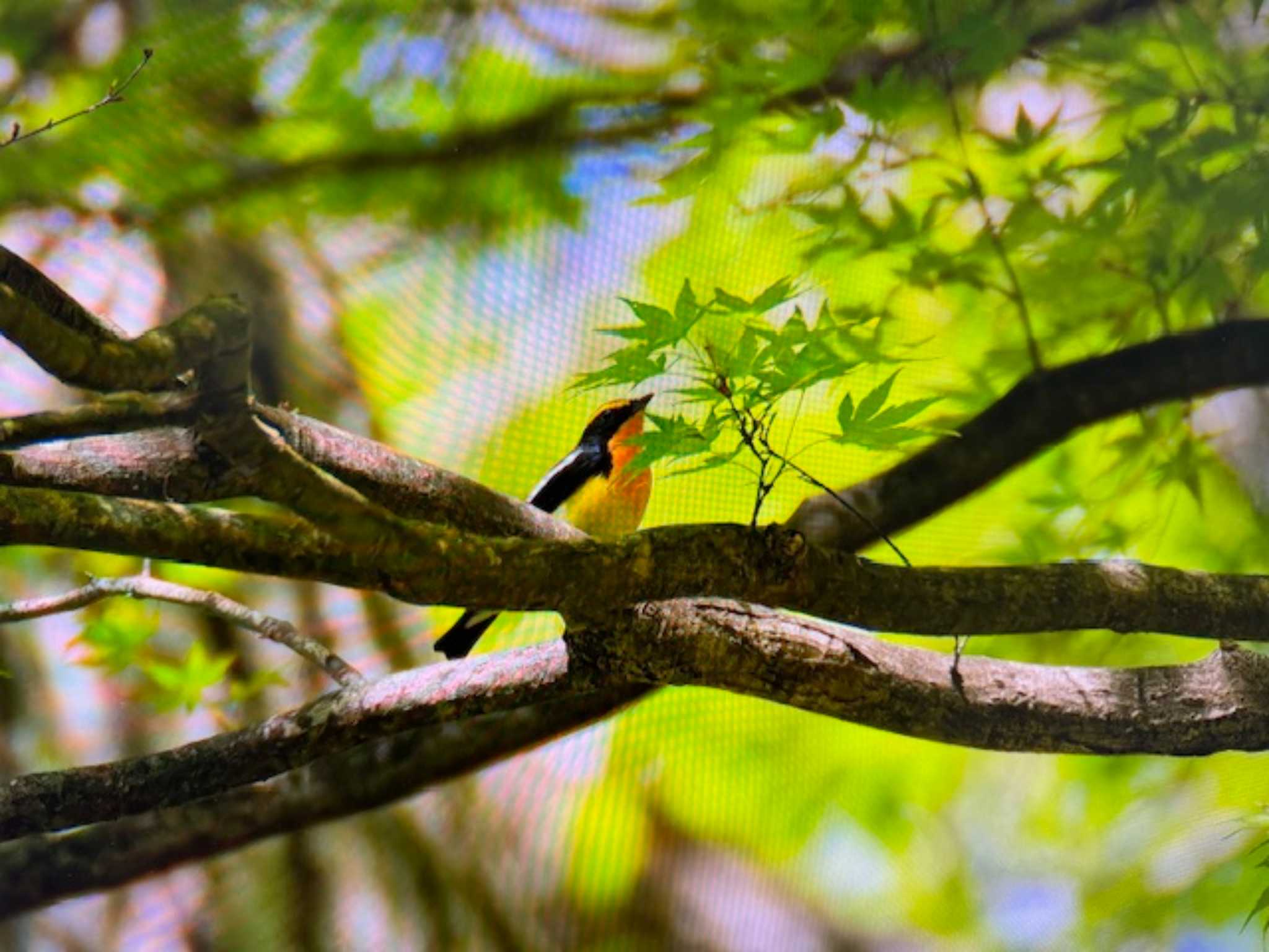 Narcissus Flycatcher