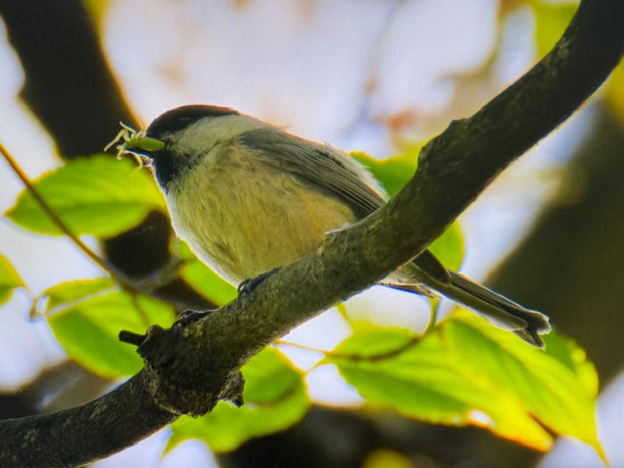 Photo of Willow Tit at Saitama Prefecture Forest Park by ゆるゆるとりみんgoo