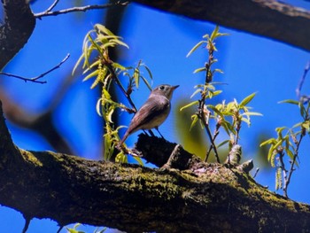 Asian Brown Flycatcher Saitama Prefecture Forest Park Sun, 4/28/2024