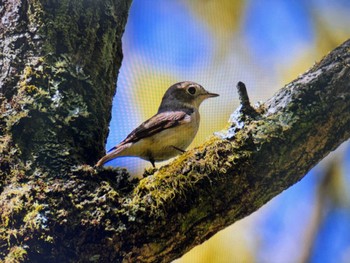 Asian Brown Flycatcher Saitama Prefecture Forest Park Sun, 4/28/2024