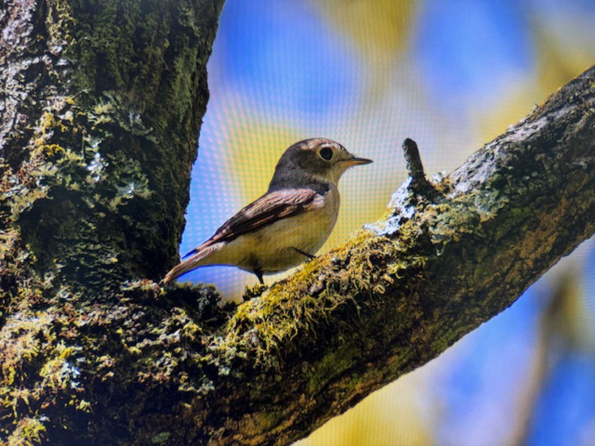 Asian Brown Flycatcher