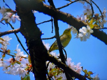 Warbling White-eye Saitama Prefecture Forest Park Sun, 4/28/2024