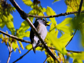 Blue-and-white Flycatcher Saitama Prefecture Forest Park Sun, 4/28/2024