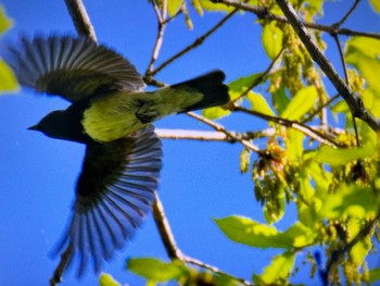 Blue-and-white Flycatcher Saitama Prefecture Forest Park Sun, 4/28/2024