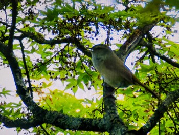 Japanese Bush Warbler Saitama Prefecture Forest Park Sun, 4/28/2024