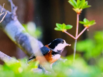 Varied Tit Saitama Prefecture Forest Park Sun, 4/28/2024