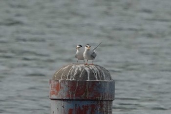 Little Tern 祖父江ワイルドネイチャー緑地 Sun, 4/28/2024