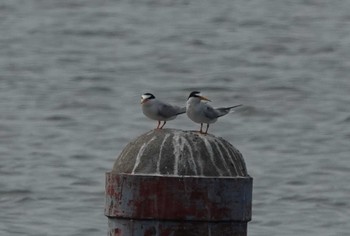 Little Tern 祖父江ワイルドネイチャー緑地 Sun, 4/28/2024