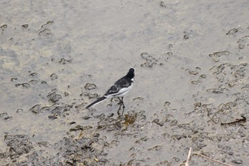 White Wagtail 近所の川 Sun, 4/21/2024