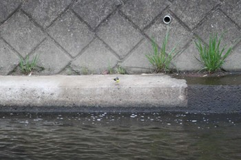 Grey Wagtail 近所の川 Sun, 4/21/2024