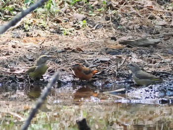 2024年4月28日(日) 北富士演習場の野鳥観察記録