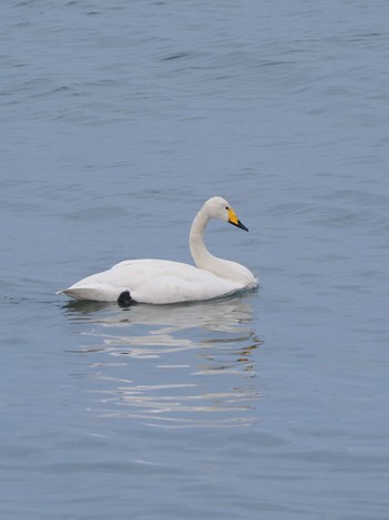 Whooper Swan 知床 Sun, 4/28/2024