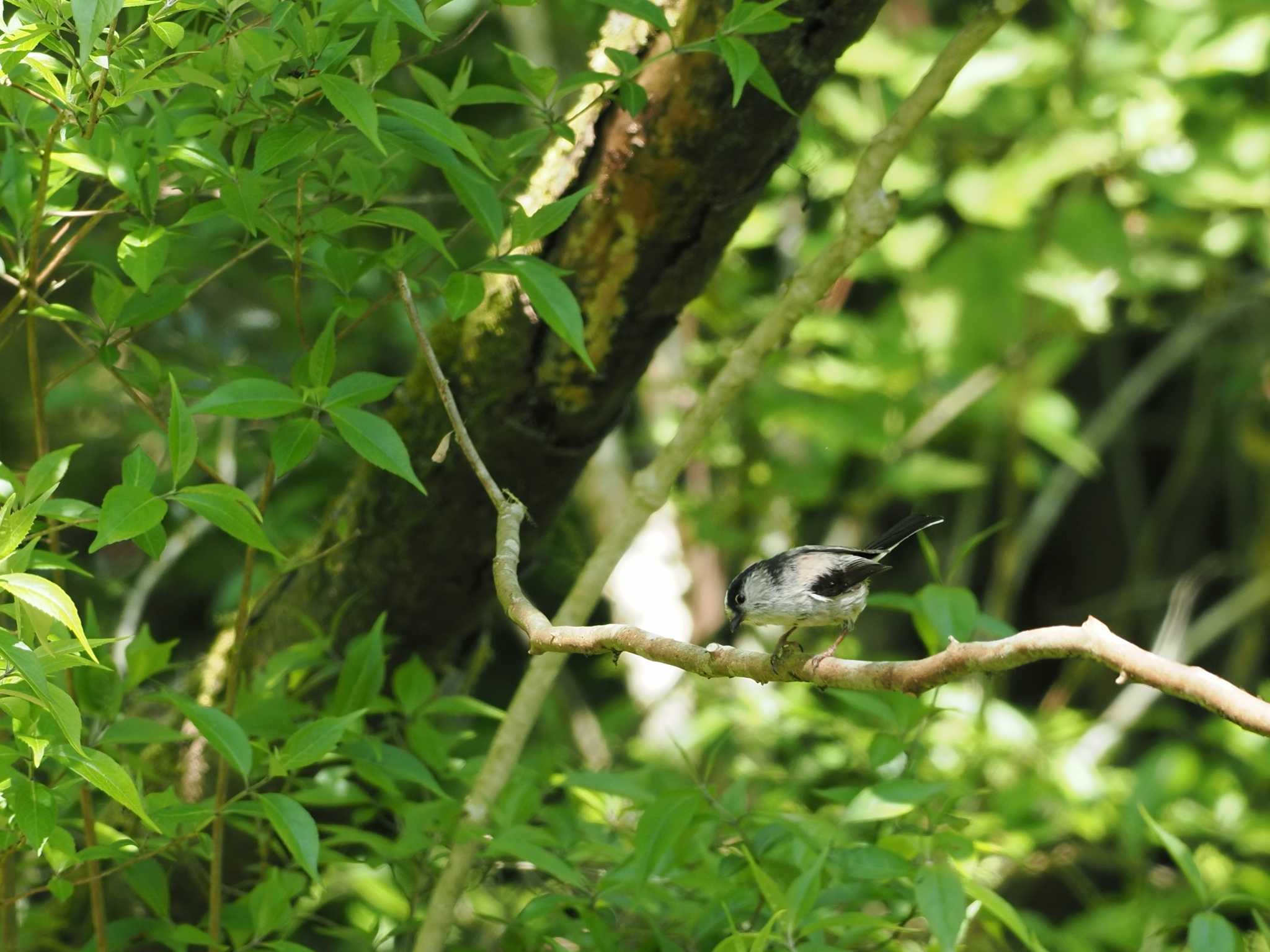 Photo of Long-tailed Tit at 丸火自然公園 by 石雅