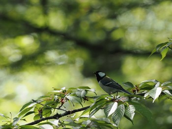 シジュウカラ 丸火自然公園 2024年4月28日(日)