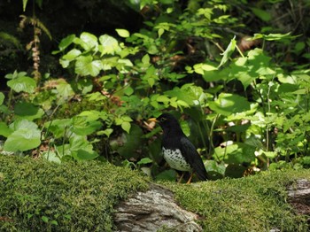 クロツグミ 丸火自然公園 2024年4月28日(日)