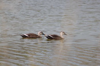 Eastern Spot-billed Duck 緑ヶ丘公園(帯広市) Sun, 4/28/2024