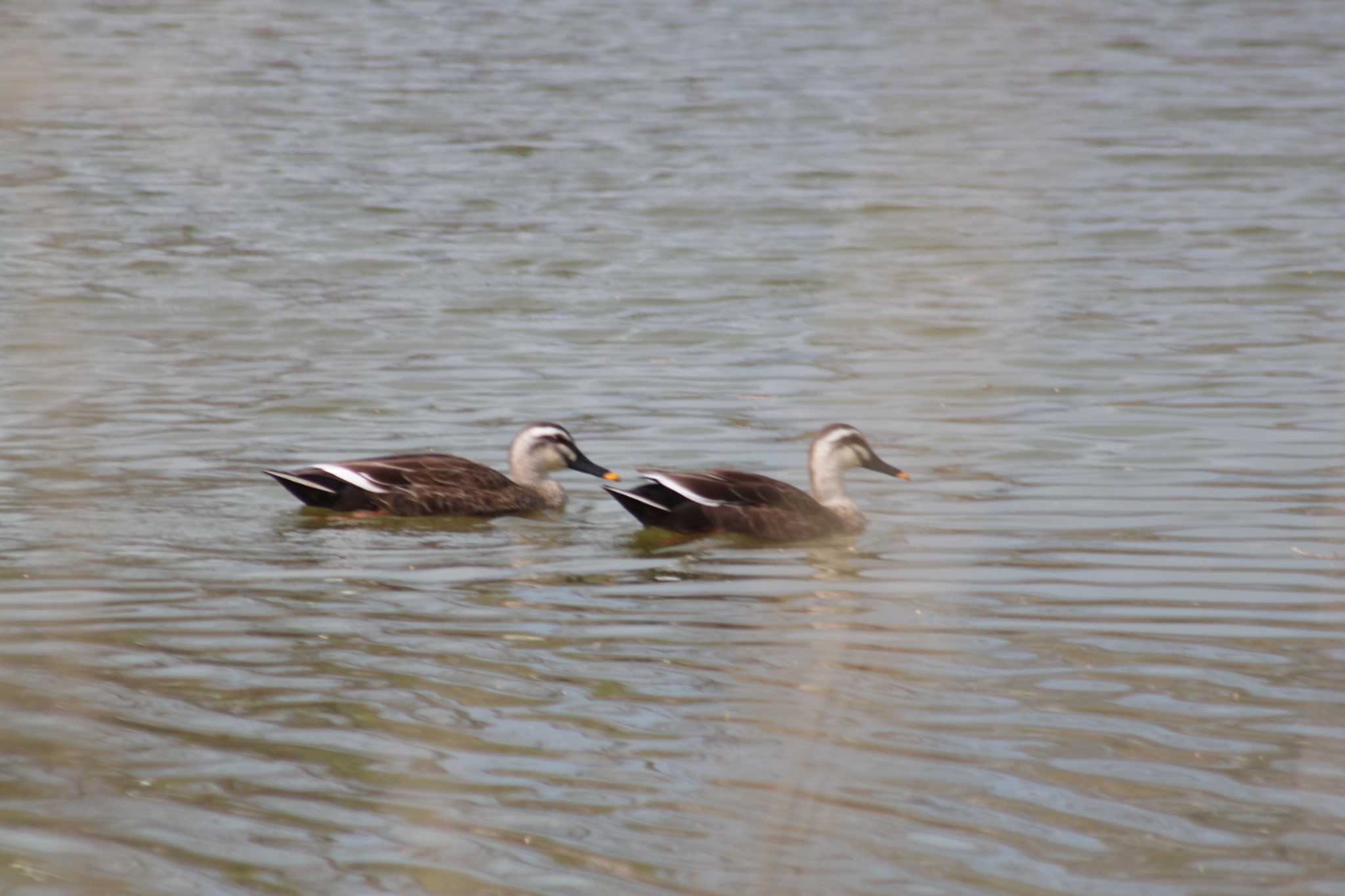 Eastern Spot-billed Duck