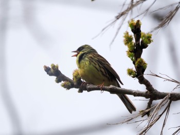 Masked Bunting Nishioka Park Sun, 4/28/2024