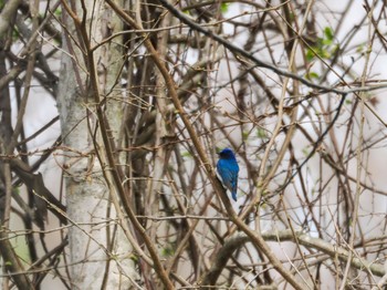 Blue-and-white Flycatcher Nishioka Park Sun, 4/28/2024