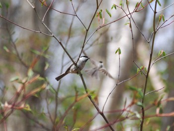 ハシブトガラ 西岡公園(西岡水源地) 2024年4月28日(日)