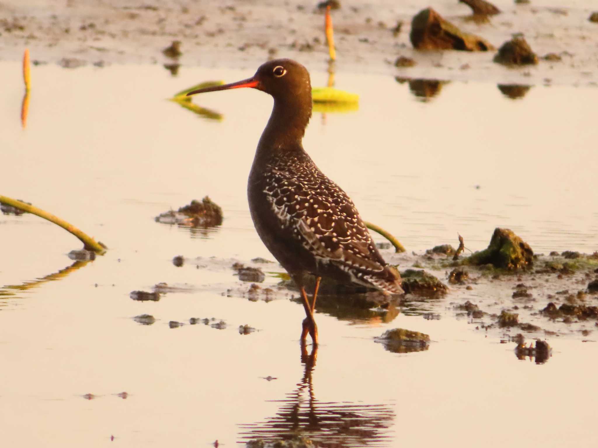 Photo of Spotted Redshank at Inashiki by ゆ