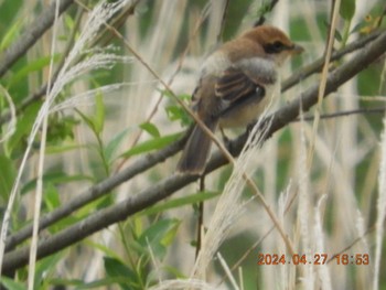 Bull-headed Shrike 浅川  川口川周辺 Sat, 4/27/2024