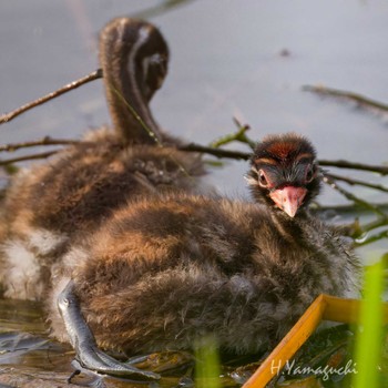 Little Grebe Shakujii Park Sun, 4/28/2024