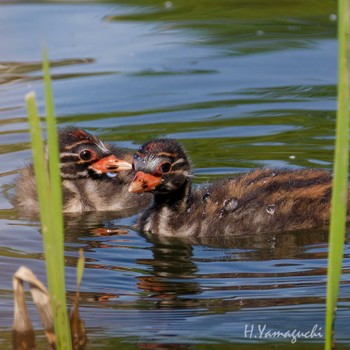 Little Grebe Shakujii Park Sun, 4/28/2024