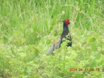 Green Pheasant 浅川  川口川周辺 Sat, 4/27/2024