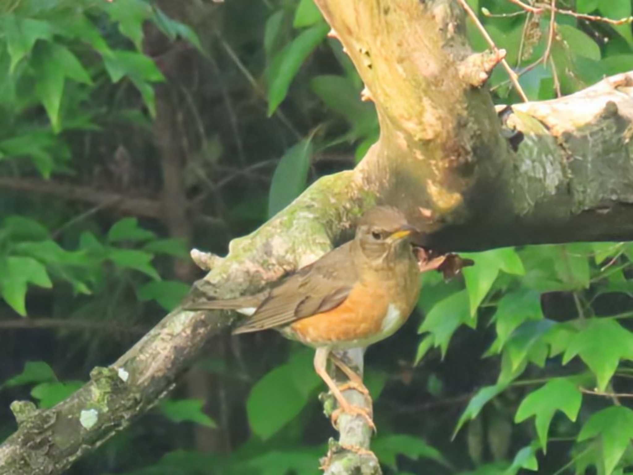 Photo of Brown-headed Thrush at Osaka Nanko Bird Sanctuary by れもん