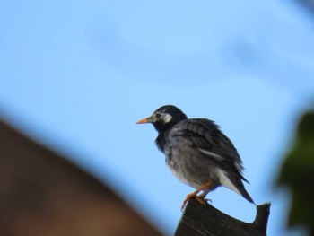 ムクドリ 大阪南港野鳥園 2024年4月28日(日)