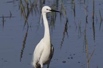 コサギ 葛西臨海公園 2024年4月13日(土)