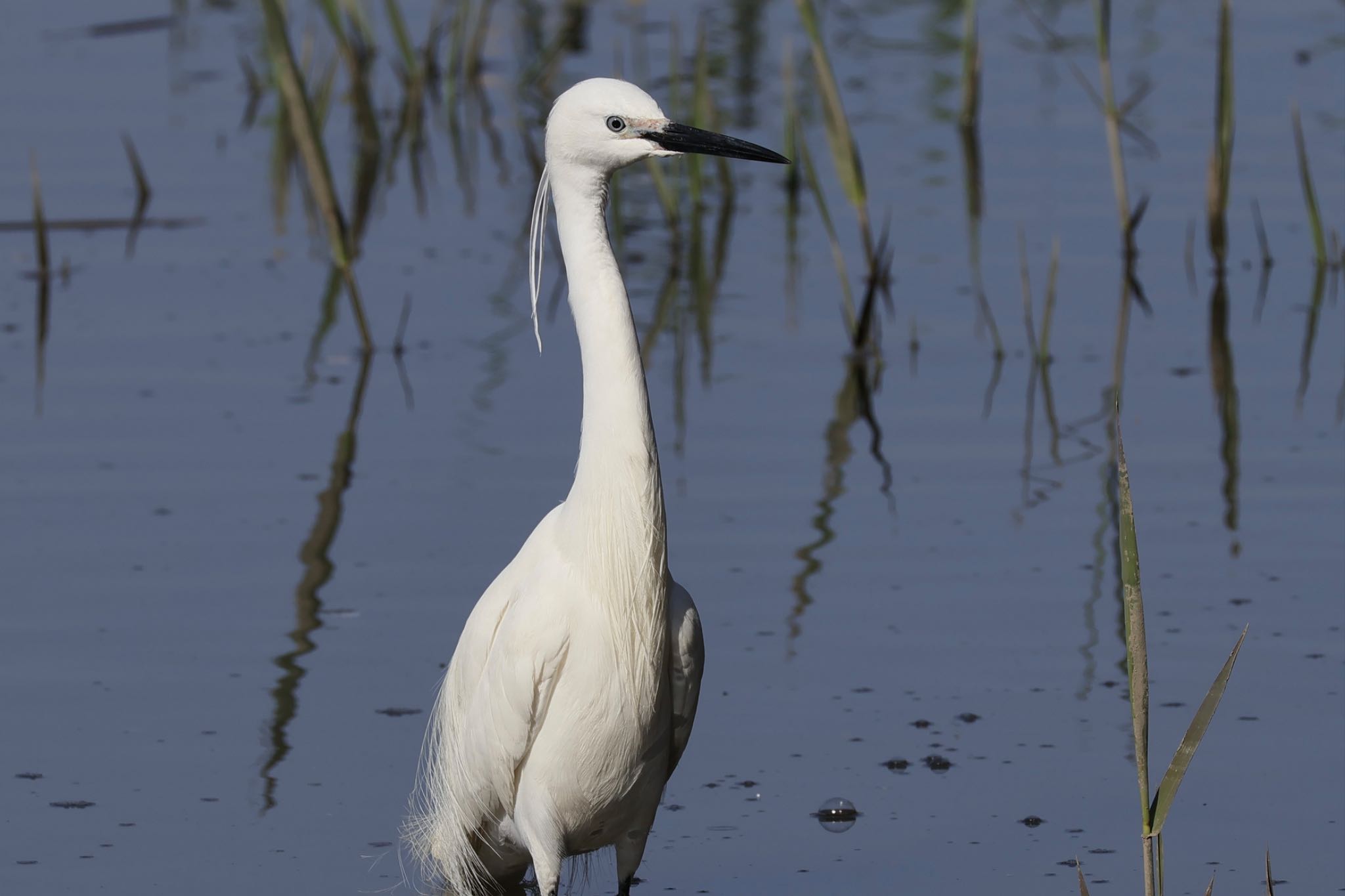 Little Egret