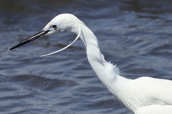 コサギ 葛西臨海公園 2024年4月13日(土)