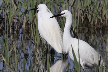 コサギ 葛西臨海公園 2024年4月13日(土)