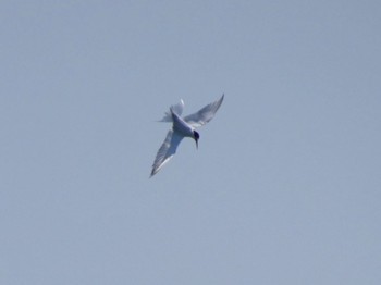 Little Tern Terugasaki Beach Sun, 4/28/2024