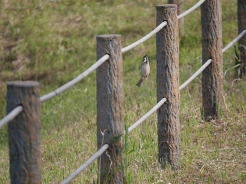 Eurasian Tree Sparrow Unknown Spots Sun, 4/28/2024