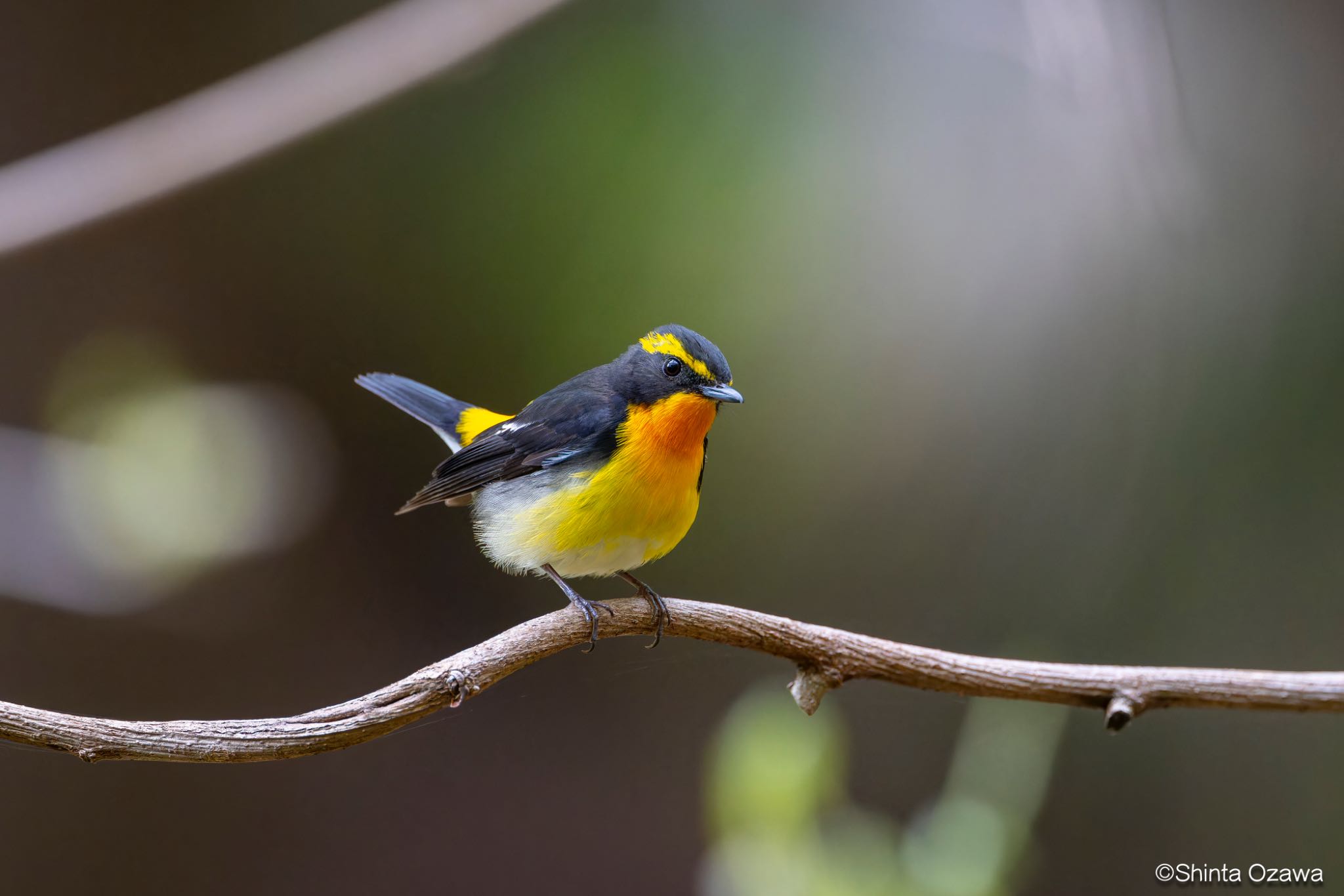 Photo of Narcissus Flycatcher at 裏山 by SNT
