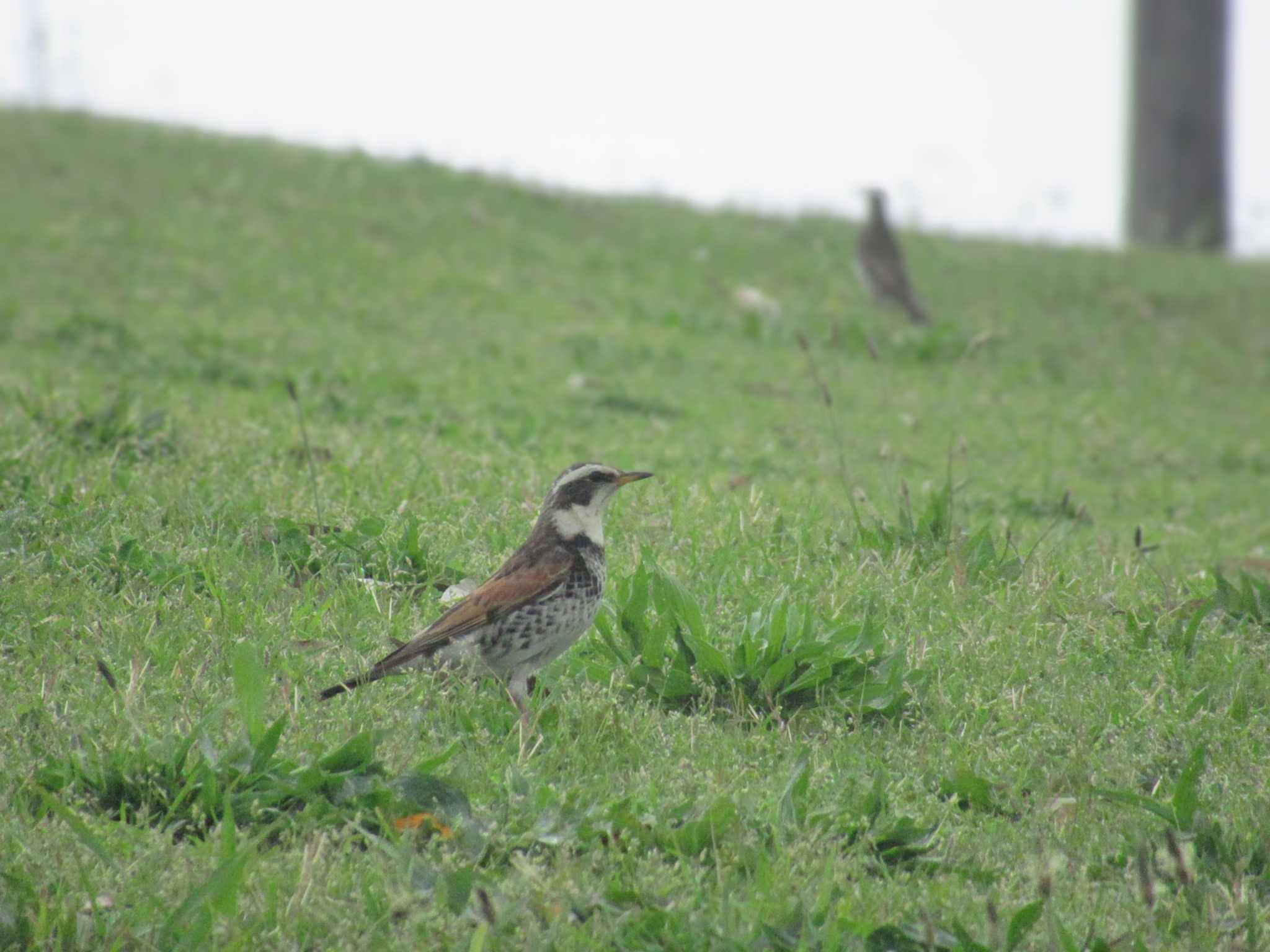 Photo of Dusky Thrush at Musashino-no-mori Park by kohukurou