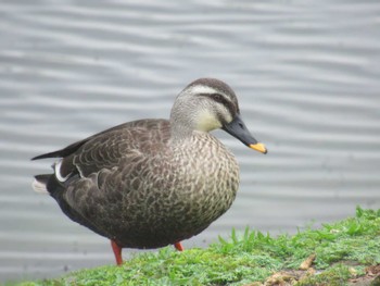 カルガモ 武蔵野の森公園 2024年4月21日(日)