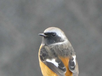 2018年12月31日(月) 境川(境橋付近)の野鳥観察記録