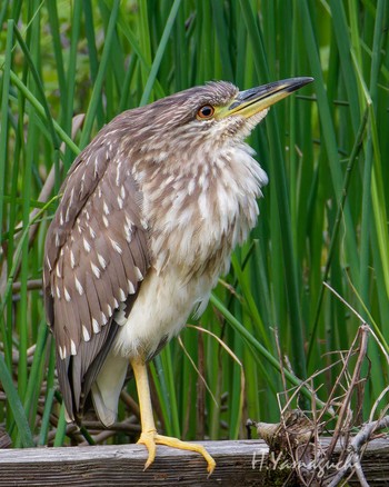 Black-crowned Night Heron Shakujii Park Sun, 4/28/2024